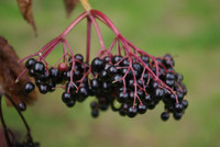 puhwesenakwim (elderberry)