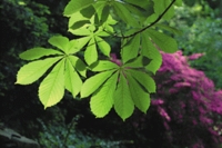 Leaves of Ohio buckeye (<i>Aesculus glabra</i>) in the park