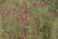 Love grass<br>(<i>Eragrostis spectabilis</i>)
