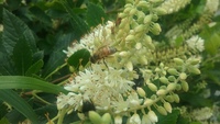 pollinators in the rain garden
