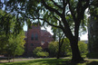 Ulmus americana - American Elm
