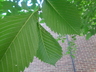 Ulmus americana 'Princeton' - American Elm 'princeton'