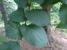 Ulmus procera - English Elm