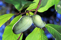 Paw paw (<i>Asimina triloba</i>) fruit
