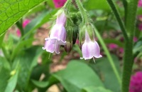 Comfrey (<i>Comfrey symphytum</i>)