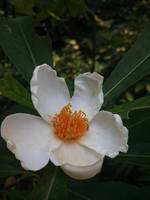 Bens Best Franklin Tree (<i>Franklinia alatamaha</i>)