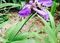 Dwarf native iris (<i>Iris lacustris</i>)with a pollinator