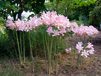 Resurrection lilies (<i>Lycoris squamigera</i>)