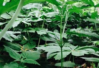 Chinese mayapples (<i>Podophyllum versipelle</i>)
