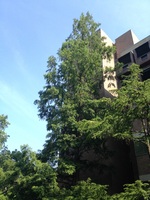 Dawn redwood (<i>Metasequoia glyptostroboides</i>)