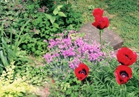 Oriental poppies (<i>Papaver orientale</i>)