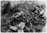 Image courtesy University of Pennsylvania archives