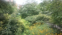 variety of species in the rain garden