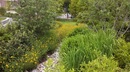Shoemaker Green Rain Garden