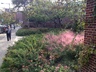 Pollinator Garden and Food Forest