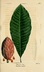 Magnolia tripetala - Umbrella Magnolia