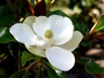 Magnolia grandiflora - Southern Magnolia