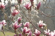 Magnolia x soulangeana - Saucer Magnolia