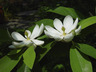 Magnolia virginiana - Sweetbay Magnolia