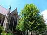 Acer saccharinum - Silver Maple