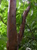 Acer griseum - Paper Bark Maple