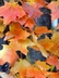 Acer saccharum - Sugar Maple