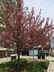 Prunus 'Kwanzan' - Japanese Flowering Cherry 'kwanzan'