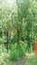 Prunus subhirtella 'Pendula' - Weeping Higan Cherry