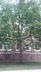 Ulmus americana 'Liberty' - Liberty Elm