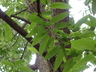 Quercus acutissima - Sawtooth Oak