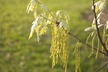 Quercus alba - White Oak