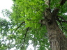 Quercus aliena - Oriental White Oak