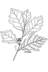 Quercus bicolor - Swamp White Oak