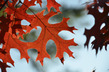 Quercus coccinea - Scarlet Oak
