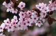 Prunus cerasifera 'Thundercloud' - Purple Plum 'thundercloud'