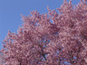 Prunus 'Okame' - Okame Cherry