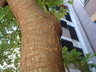 Prunus serotina - Black Cherry