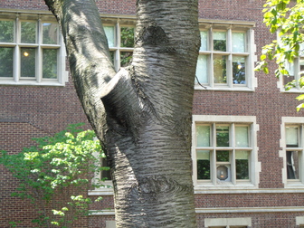 Title Image